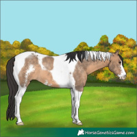 Horse Color:Brown Dun Sabino Tobiano 