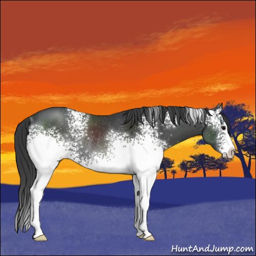 Horse Color:White Spotted Black Rabicano 