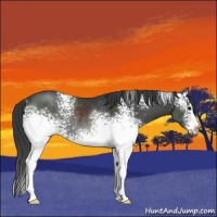 Horse Color:White Spotted Black Rabicano 