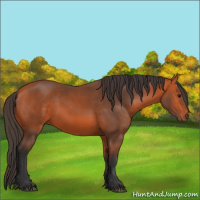 Horse Color:Bay 