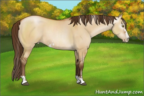 Horse Color:Gray Bay Pearl Dun Sabino 