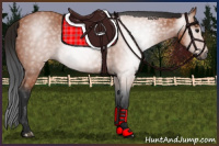 Horse Color:Gray Bay 