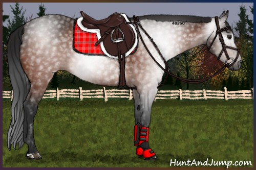 Horse Color:Gray Bay 