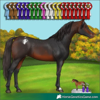 Horse Color:Bay Varnish