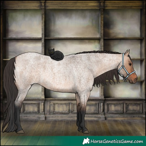 Horse Color:Bay Roan Dun 