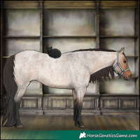 Horse Color:Bay Roan Dun 