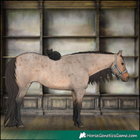 Horse Color:Bay Roan Dun