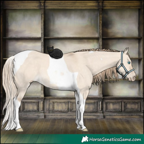 Horse Color:Perlino Dun Tobiano 