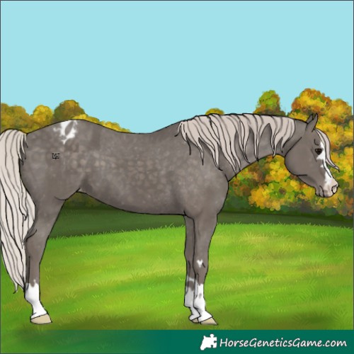 Horse Color:Silver Black Appaloosa 