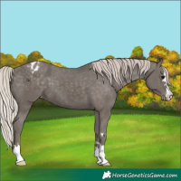 Horse Color:Silver Black Appaloosa 