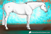 Horse Color:Gray White Spotted Bay Dun 