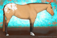 Horse Color:Buckskin Dun Appaloosa