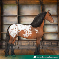 Horse Color:Bay Frame Appaloosa 
