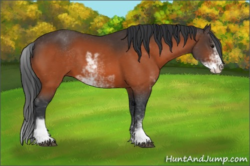Horse Color:Bay Sabino