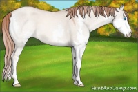 Horse Color:Gold Champagne Dun Sabino Splash 