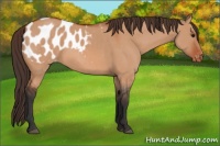 Horse Color:Bay Dun Appaloosa 