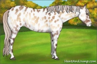 Horse Color:White Spotted Silver Bay Onyx Appaloosa 