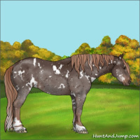 Horse Color:White Spotted Liver Chestnut Rabicano 