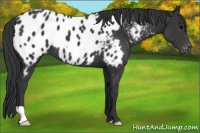 Horse Color:Black Appaloosa