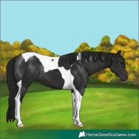 Horse Color:Gray Black Tobiano 