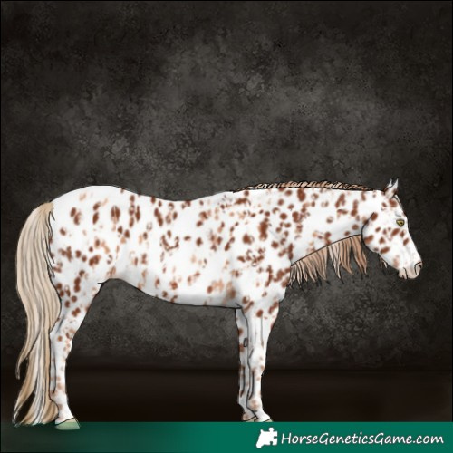 Horse Color:Gold Champagne Appaloosa  and Chestnut Appaloosa 
