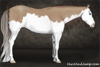 Horse Color:Classic Champagne Splash 