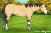 Horse Color:Buckskin Dun Splash Rabicano