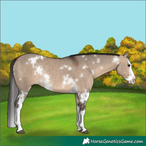 Horse Color:White Spotted Bay Dun Splash Rabicano