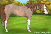 Horse Color:Red Roan Splash 