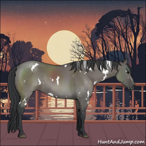 Horse Color:White Spotted Grullo Rabicano 