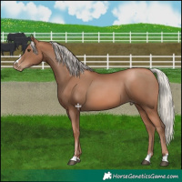 Horse Color:Silver Black Pearl 