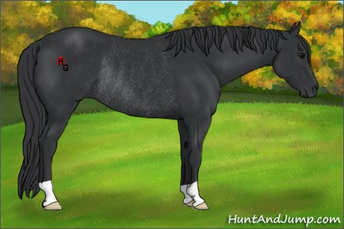 Horse Color:Black Rabicano