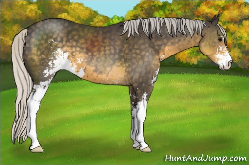 Horse Color:Silver Smoky Black Sabino