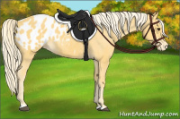 Horse Color:Palomino Appaloosa