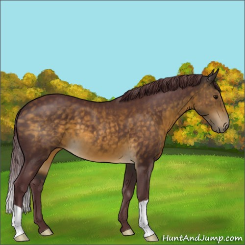 Horse Color:Chocolate Buckskin 