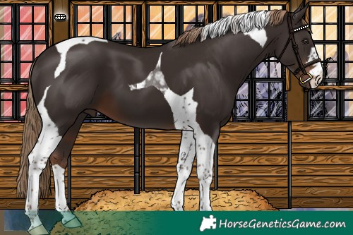 Horse Color:Liver Chestnut Tobiano 
