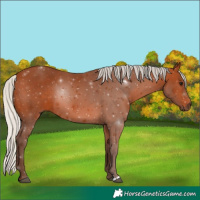 Horse Color:Silver Bay 