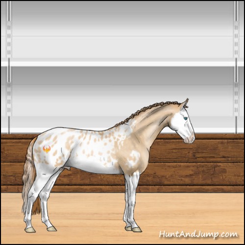 Horse Color:Smoky Black Pearl Sabino Splash Appaloosa 