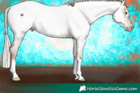 Horse Color:Gray Silver Classic Champagne Appaloosa 