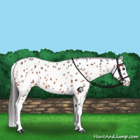 Horse Color:Bay Appaloosa 