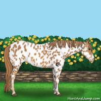 Horse Color:Chestnut Appaloosa