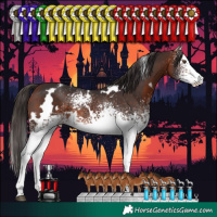 Horse Color:White Spotted Bay Varnish 