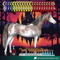 Horse Color:White Spotted Bay Varnish 