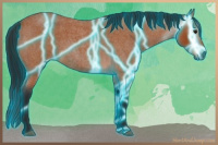 Horse Color:Gray Thunderstruck Bay Roan 