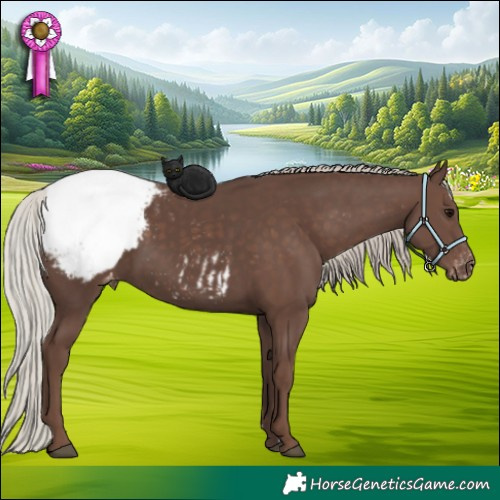Horse Color:Silver Black Appaloosa 
