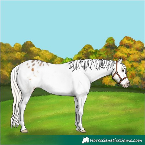 Horse Color:Silver Buckskin Ice Appaloosa 