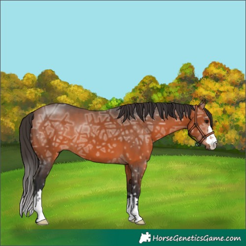 Horse Color:Bay Ice 