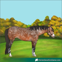Horse Color:Bay Ice