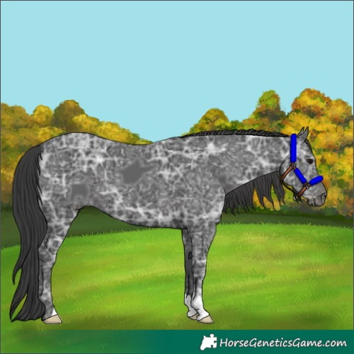 Horse Color:Black Ice 