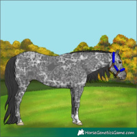 Horse Color:Black Ice